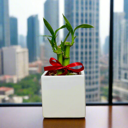 Lucky bamboo stalks in white square ceramic pot