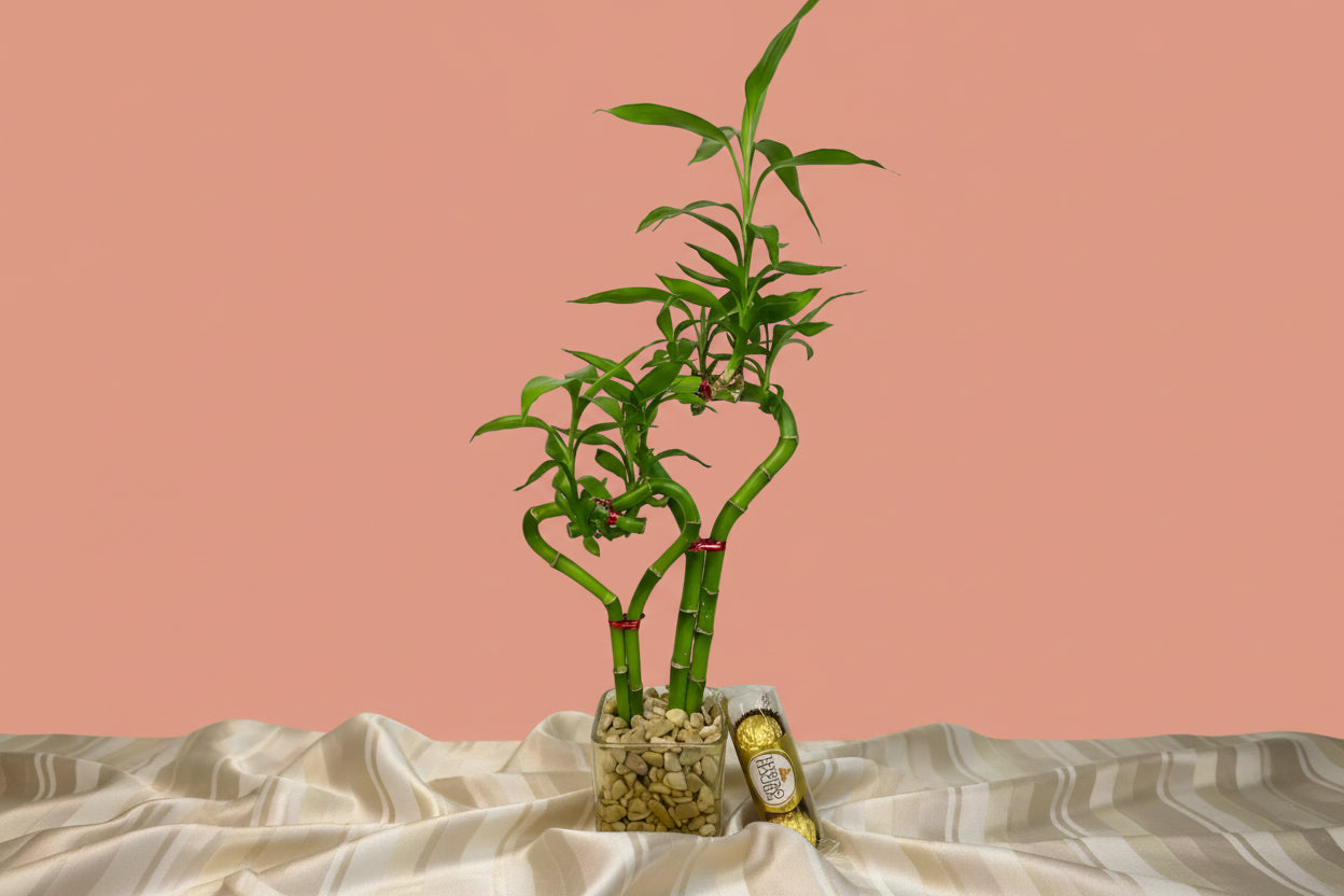 Double heart lucky bamboo 3 pcs Ferrero Rocher in 3.5 inch square vase 