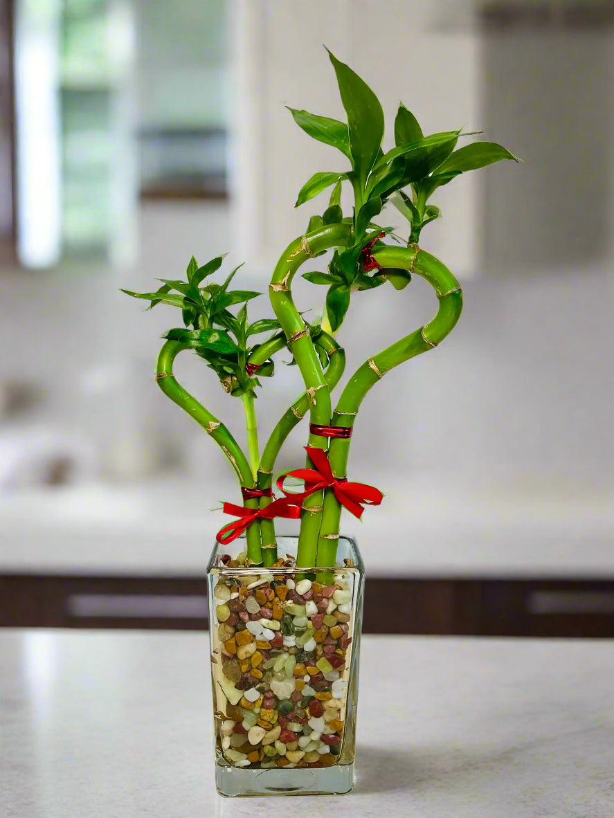 Heart-shaped double lucky bamboo plant in tall glass vase