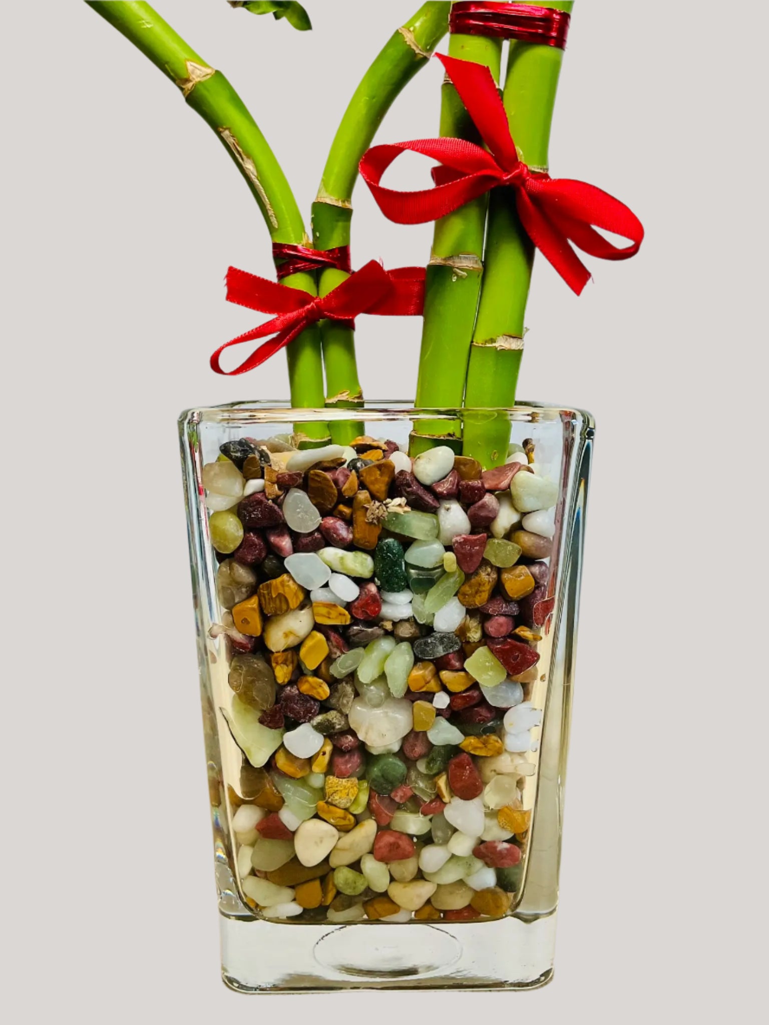 Heart-shaped double lucky bamboo stalk and pebbles up close