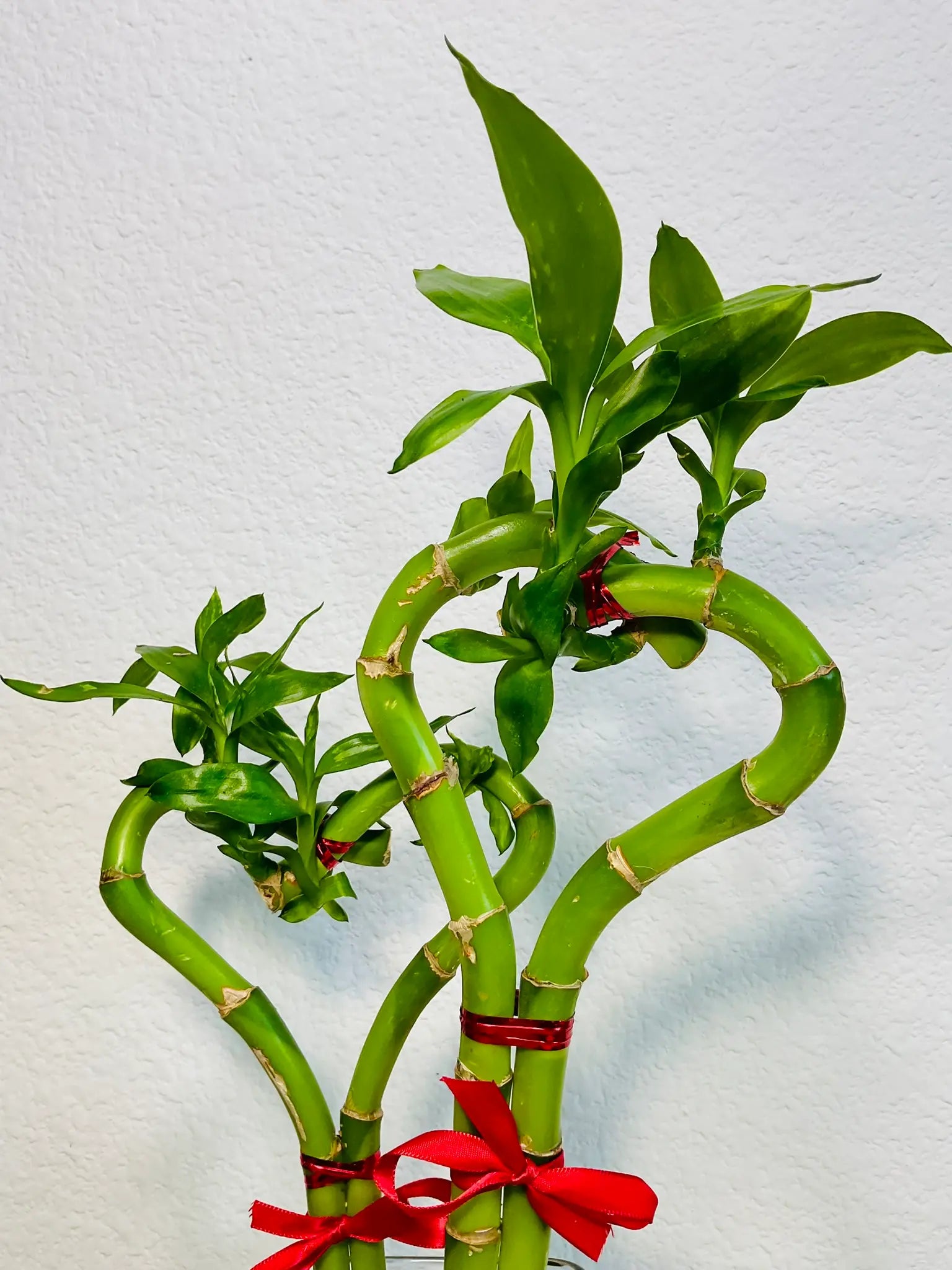 Heart-shaped double lucky bamboo heart up close