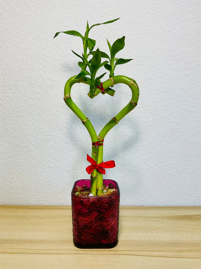 Lucky Bamboo – Heart Shape
