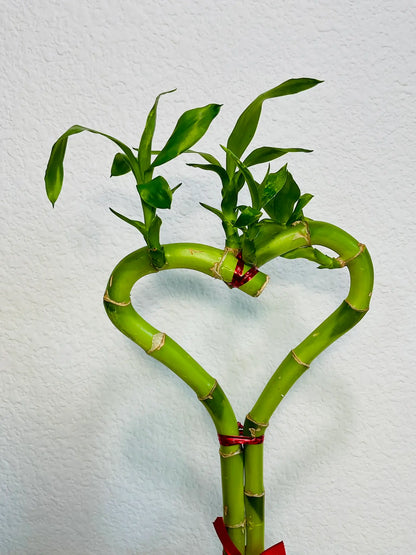 Heart-shaped single lucky bamboo heart up close