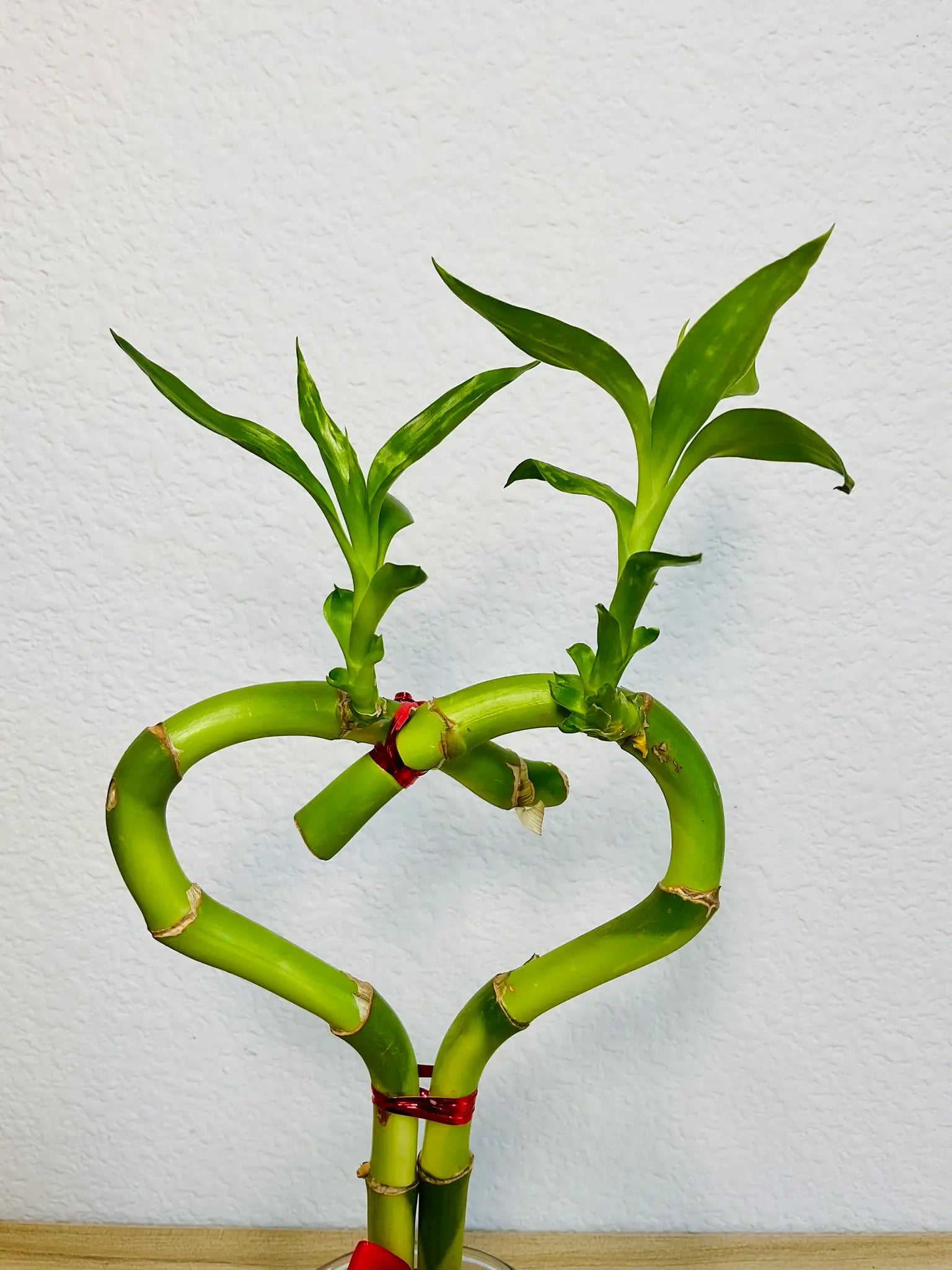 Heart-shaped lucky bamboo heart up close
