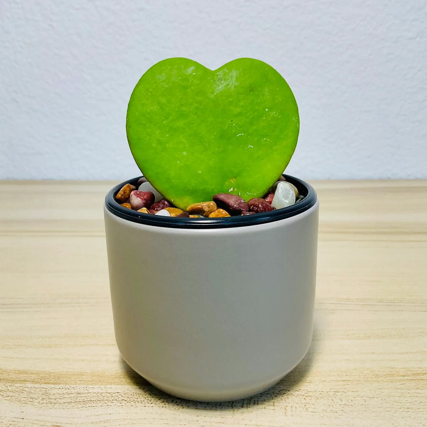 Sweetheart Hoya wax plant in ceramic gray pot with thick waxy leaves