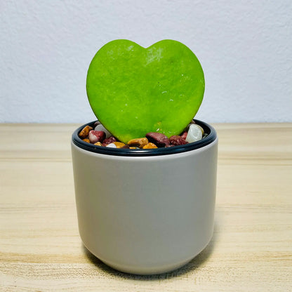 Sweetheart Hoya wax plant in ceramic gray pot with thick waxy leaves