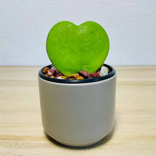 Sweetheart Hoya wax plant in ceramic gray pot with thick waxy leaves