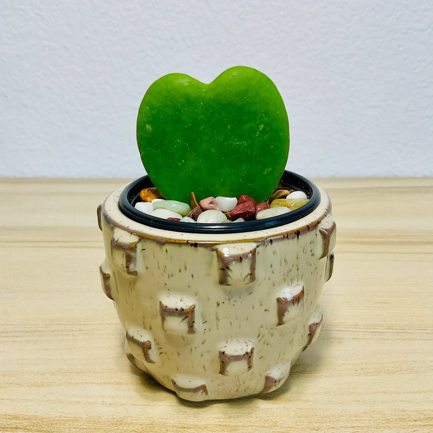 Sweetheart Hoya wax plant in designer ceramic tan color pot with thick waxy leaves