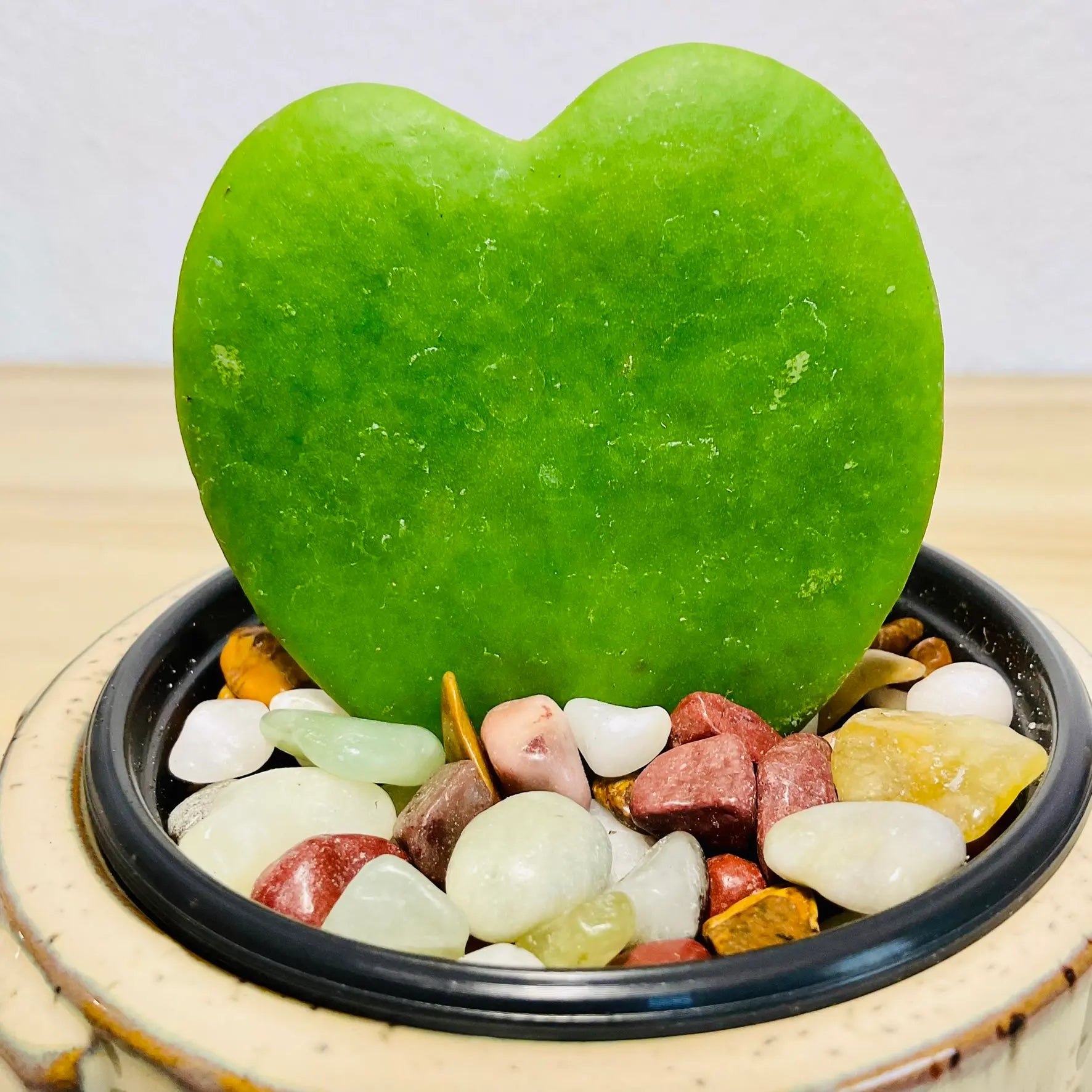 Sweetheart Hoya wax plant in ceramic tan pot with thick waxy leaves - up close