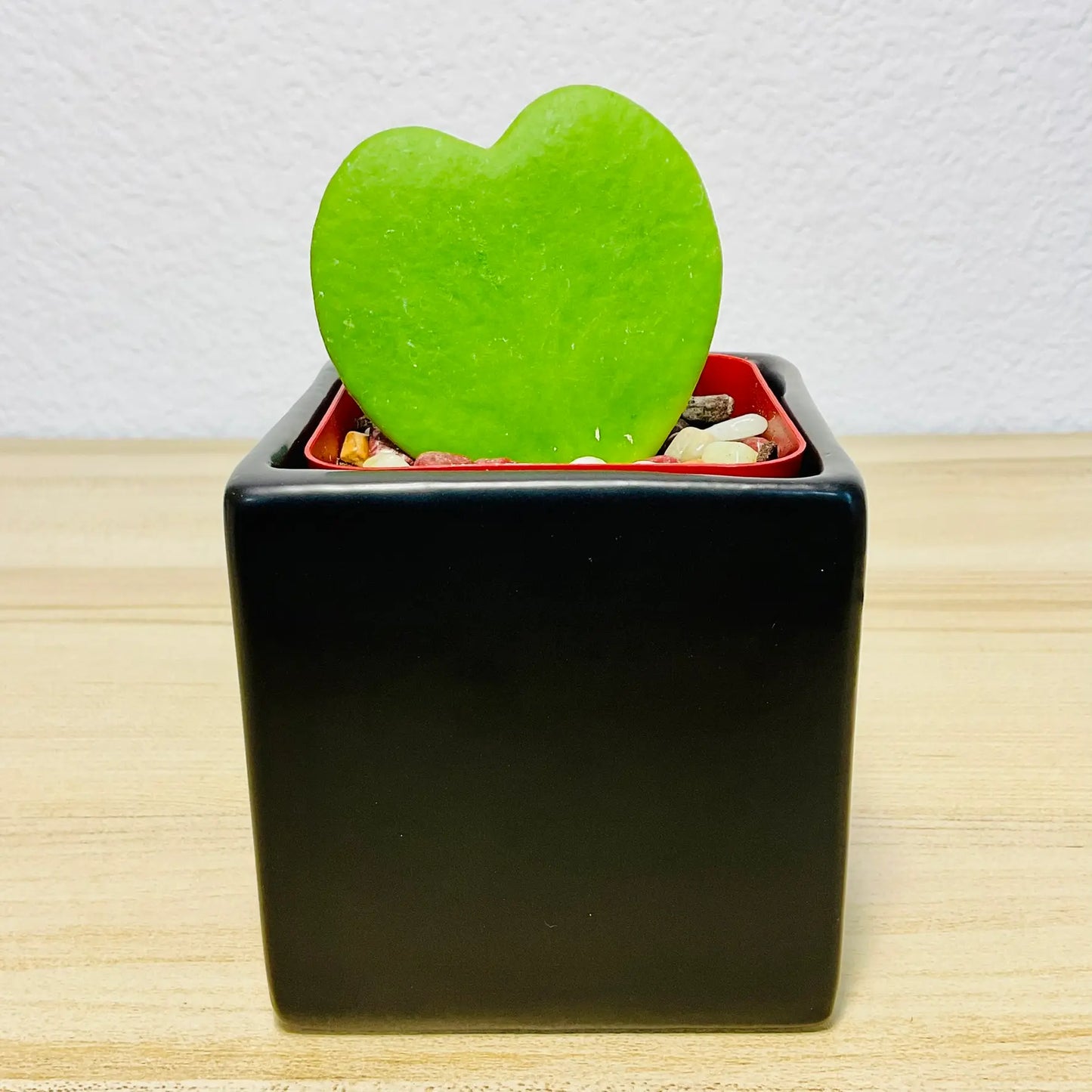 Sweetheart Hoya wax plant in ceramic square black pot with thick waxy leaves