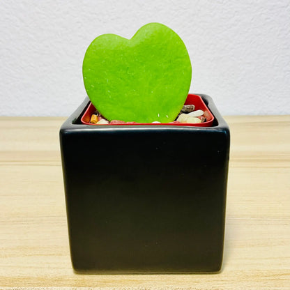 Sweetheart Hoya wax plant in ceramic square black pot with thick waxy leaves