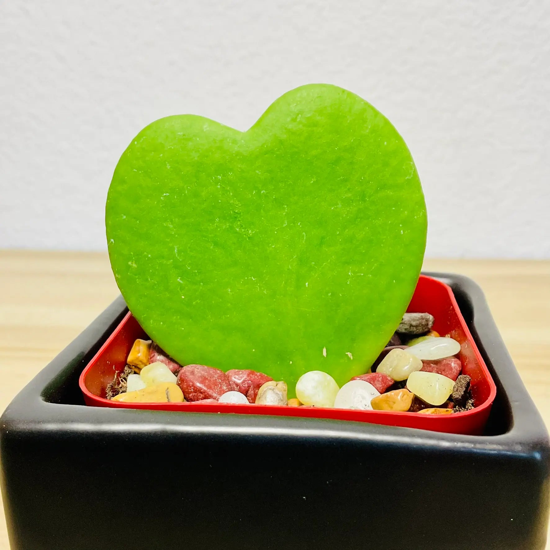 Sweetheart Hoya wax plant in ceramic square black pot with thick waxy leaves - up close