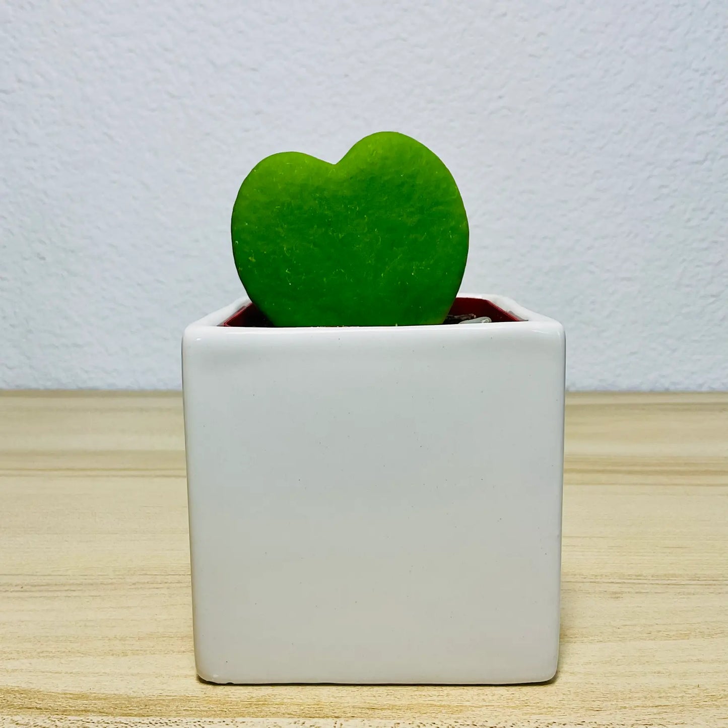 Sweetheart Hoya wax plant in ceramic square white pot with thick waxy leaves