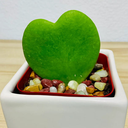 Sweetheart Hoya wax plant in ceramic square white pot with thick waxy leaves - up close