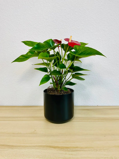 Red Anthurium plant with glossy red flowers in a black ceramic pot front view