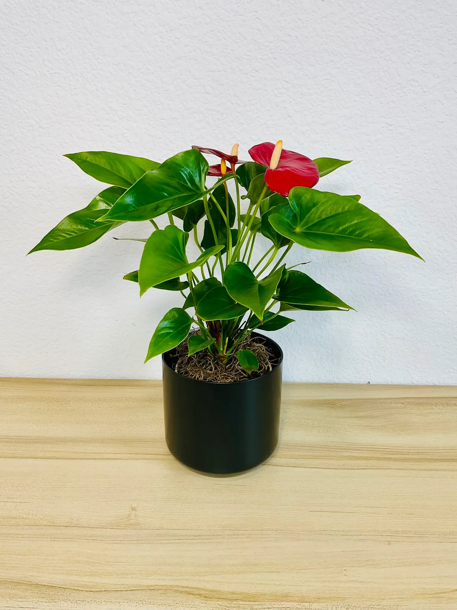 Red Anthurium plant with glossy red flowers in a black ceramic pot tilted view