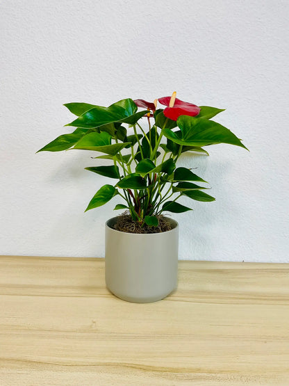 Red Anthurium plant with glossy red flowers in a gray ceramic pot front view