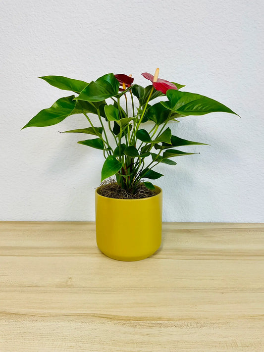 Red Anthurium plant with glossy red flowers in a ochre ceramic pot front view