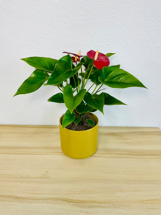 Red Anthurium plant with glossy red flowers in a ochre ceramic pot tilted view