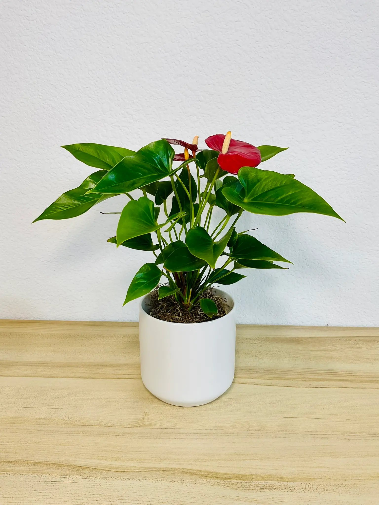 Red Anthurium plant with glossy red flowers in a white ceramic pot front view