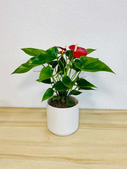 Red Anthurium plant with glossy red flowers in a white ceramic pot front view
