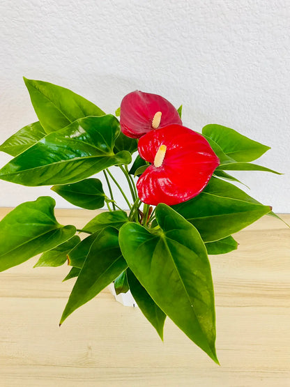 Red Anthurium plant with glossy red flowers top flamingo view