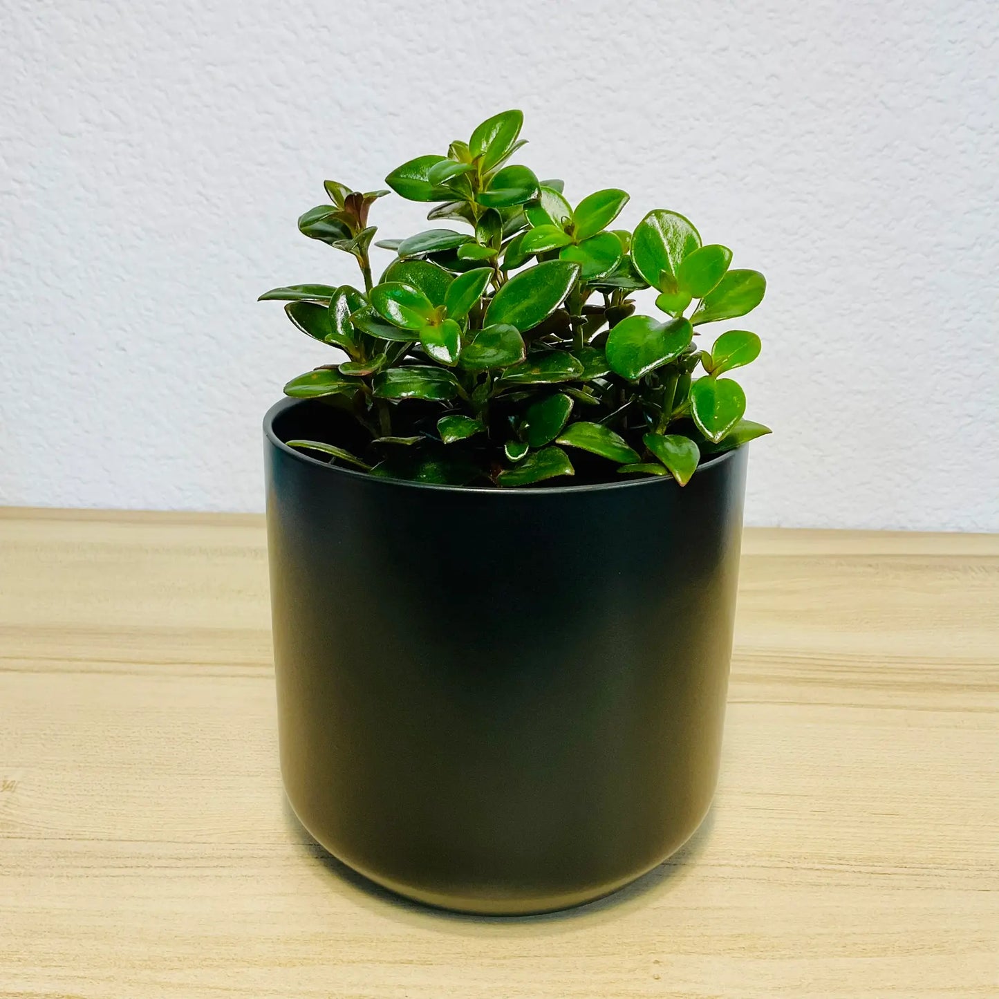 Nematanthus Black Goldfish plant in black ceramic pot