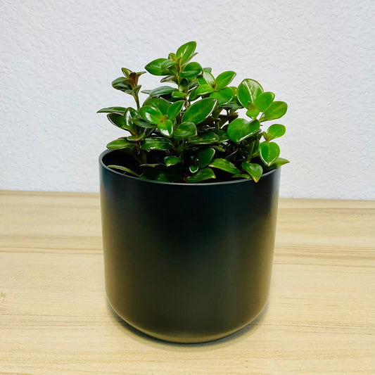 Nematanthus Black Goldfish plant in black ceramic pot