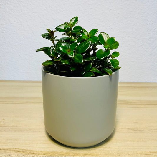 Nematanthus Black Goldfish plant in gray ceramic pot
