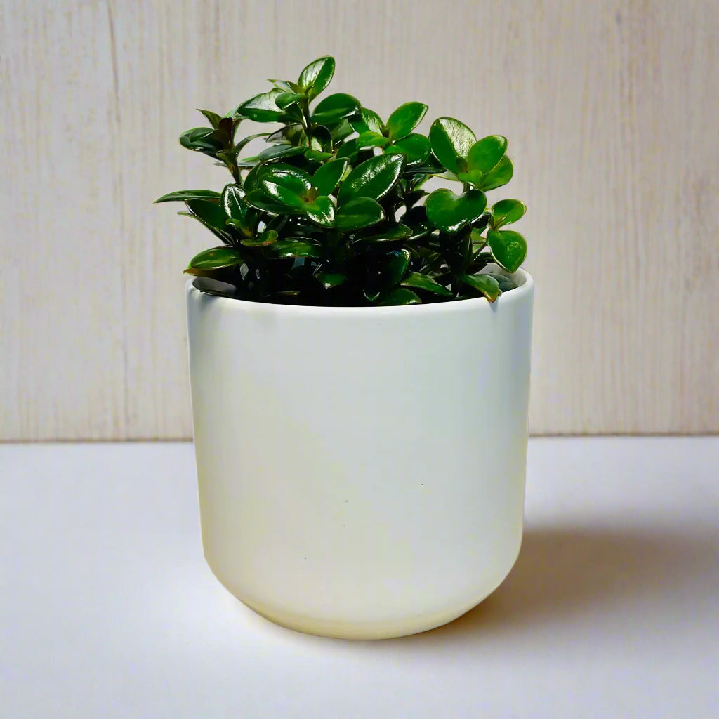 goldfish plant pot Nematanthus Black Goldfish Plant - Beautiful Gift