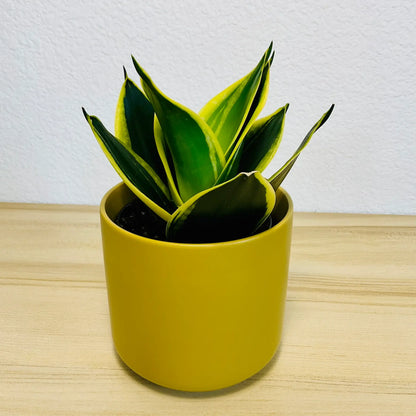 Black Gold Snake Plant with deep green leaves and yellow margins in ceramic ochre pot
