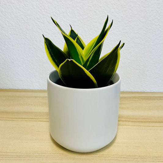 Black Gold Snake Plant with deep green leaves and yellow margins in ceramic white pot
