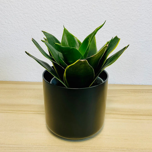 Emerald Star Snake Plant with marbled sword-like leaves in modern ceramic black pot