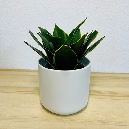 Emerald Star Snake Plant with marbled sword-like leaves in modern ceramic white pot