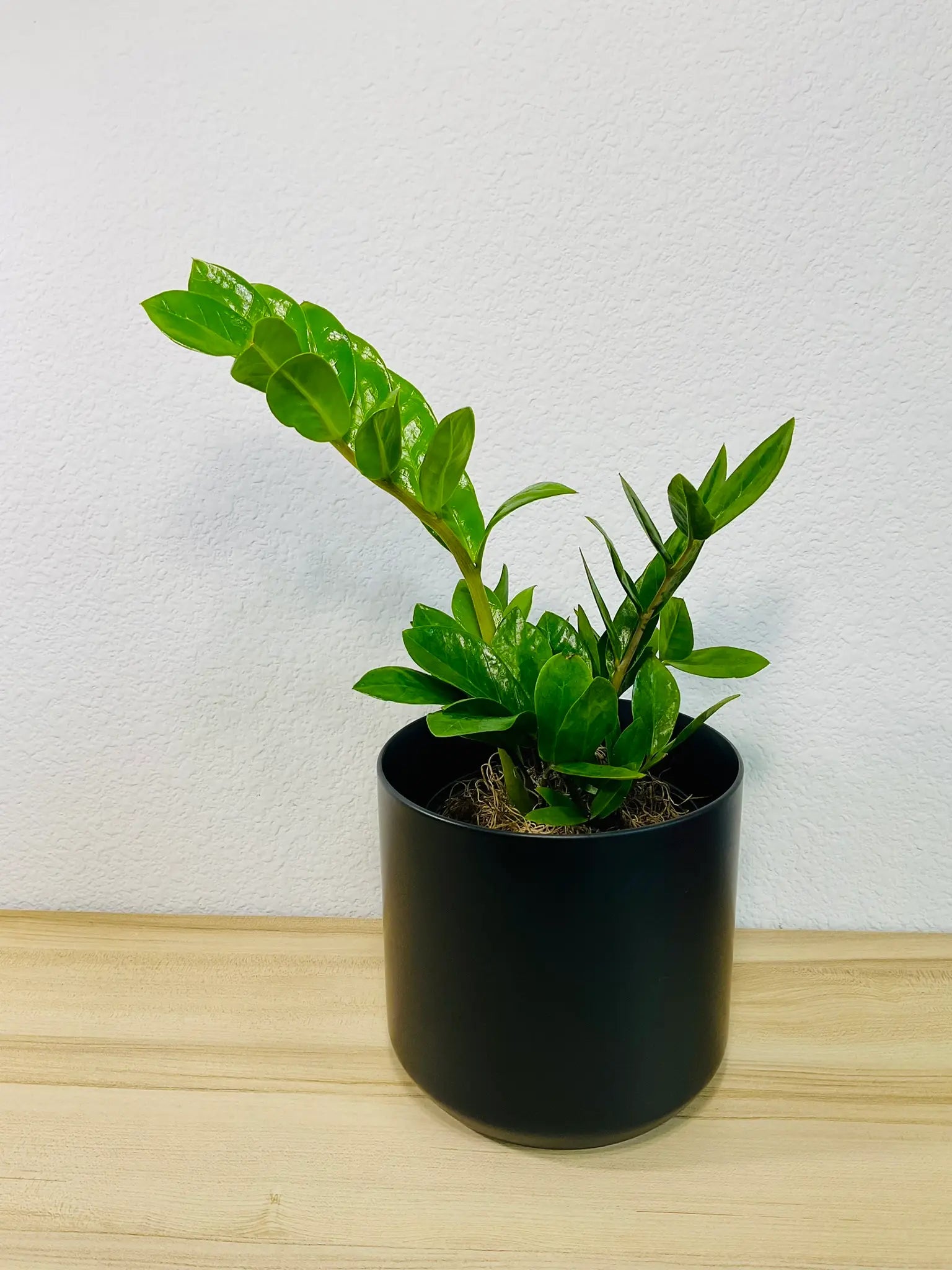 Medium ZZ Plant Green in black ceramic pot, tilt view – lush indoor plant gift, low maintenance, perfect for online gifting