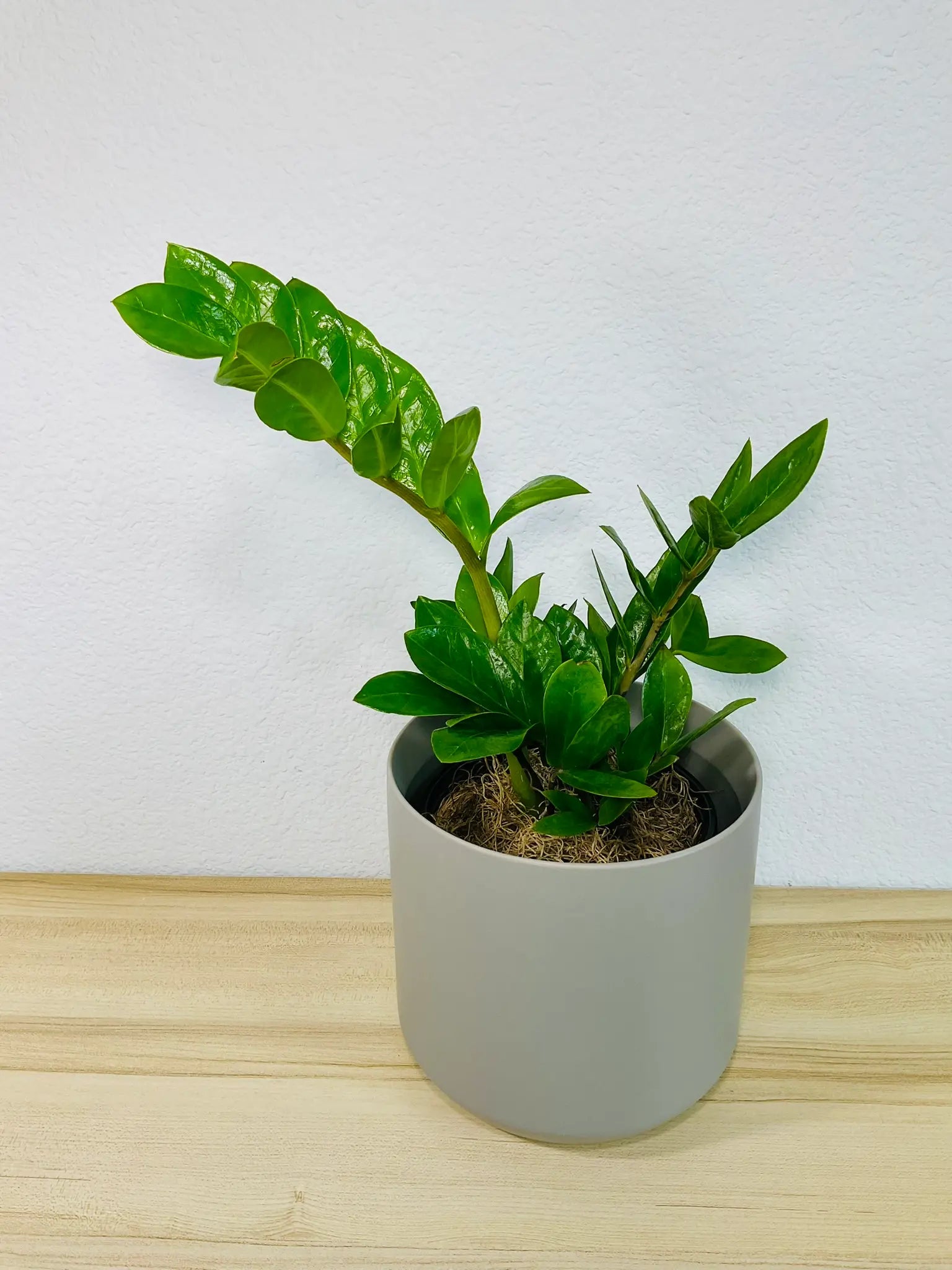 Medium ZZ Plant Green in gray ceramic pot, tilt view – lush indoor plant gift, low maintenance, perfect for online gifting