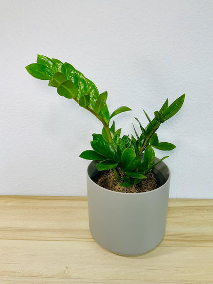 Medium ZZ Plant Green in gray ceramic pot, tilt view – lush indoor plant gift, low maintenance, perfect for online gifting