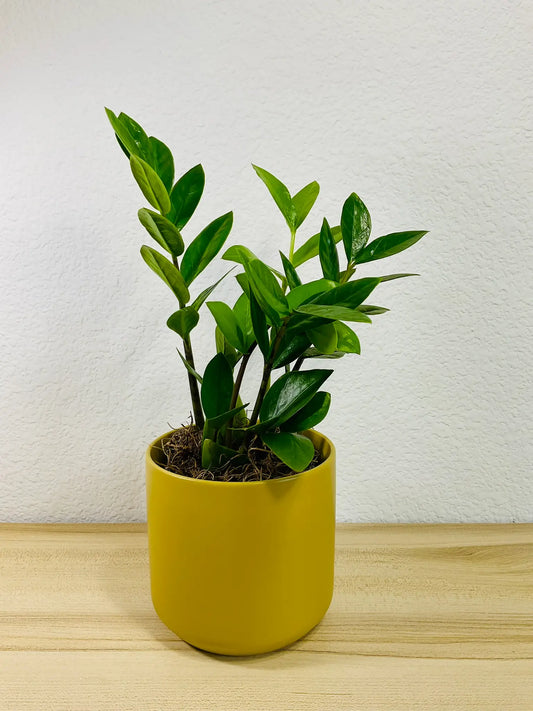 Small ZZ Plant Green in ochre ceramic pot – compact indoor plant gift with glossy leaves, easy care, send gift online