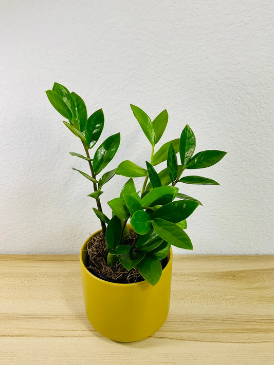 Small ZZ Plant Green in ochre ceramic pot, tilt view– compact indoor plant gift with glossy leaves, easy care, send gift online