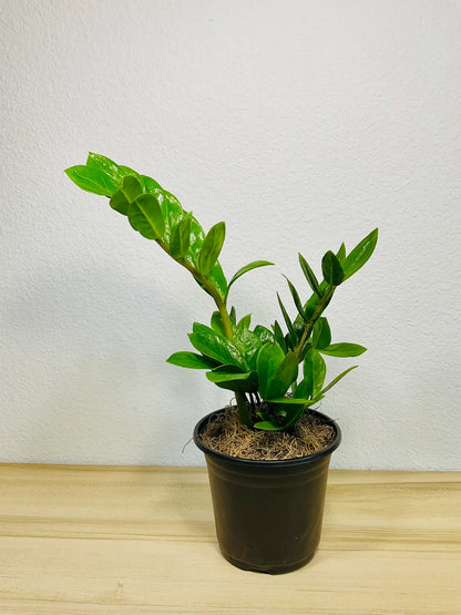 Medium size Green ZZ Plant in black grow pot on table - lush indoor plant gift, low maintenance, perfect for online gifting