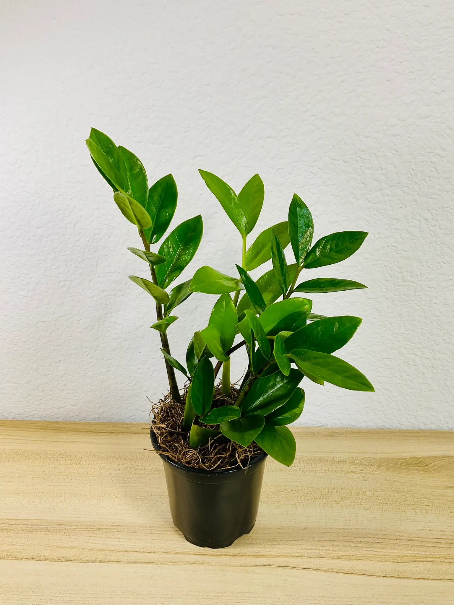 Small size Green ZZ Plant in black grow pot on table - top view