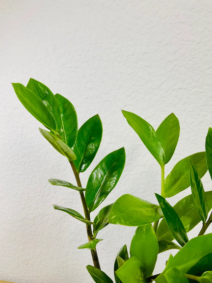 Up Close ZZ Plant leaves with glossy texture
