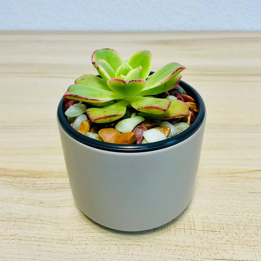Aeonium Kiwi succulent with red-tipped rosette in round gray ceramic pot