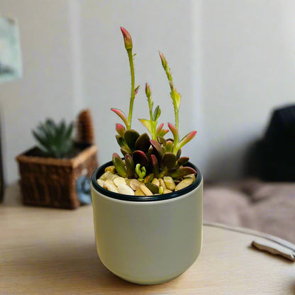 Purple Anacampseros succulent in gray ceramic pot with vibrant leaves