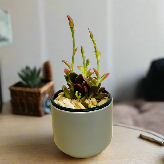 Purple Anacampseros succulent in gray ceramic pot with vibrant leaves