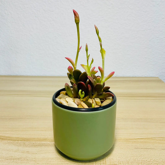 Purple Anacampseros succulent in green ceramic pot with vibrant leaves