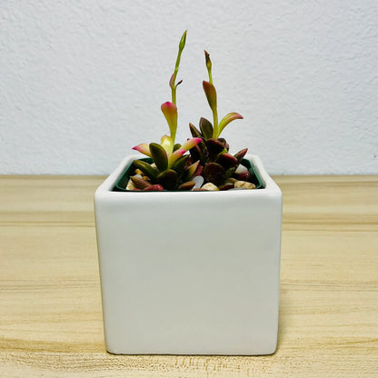 Purple Anacampseros succulent in white ceramic pot with vibrant leaves