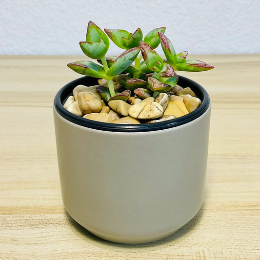 Crassula High Voltage succulent with red-edged leaves in gray round ceramic pot