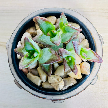 Crassula High Voltage succulent with red-edged leaves in tan round ceramic pot - top view