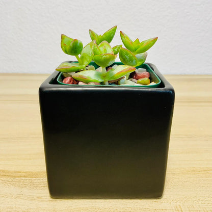 Crassula High Voltage succulent with red-edged leaves in black square ceramic pot